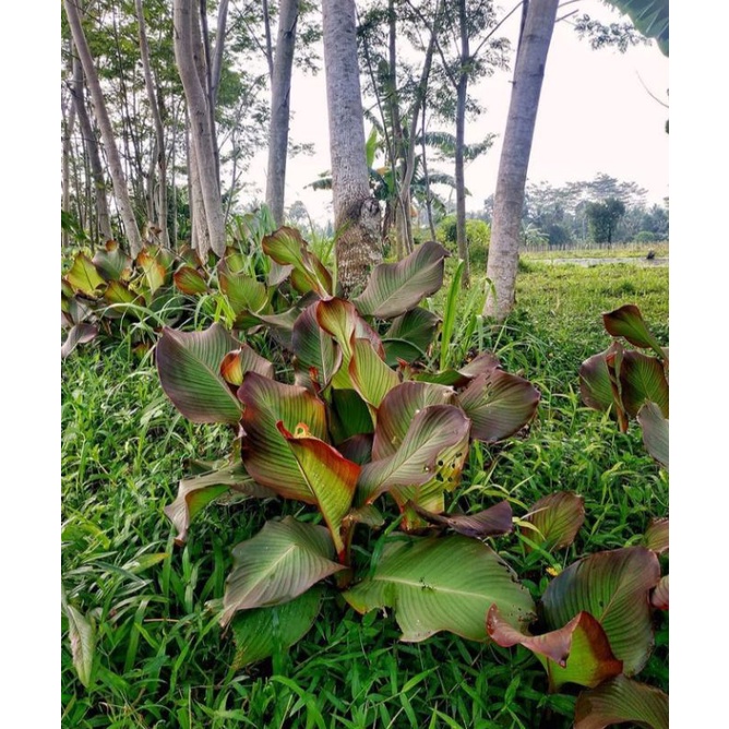 Tanaman Ganyong/Bibit Tanaman Ganyong/Pohon Ganyong/Umbi Ganyong
