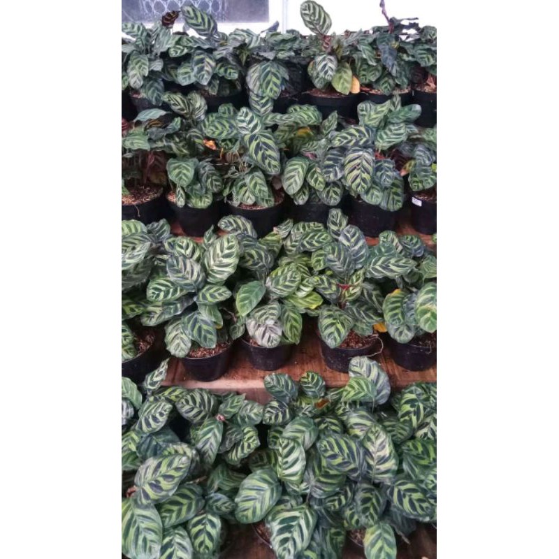 TANAMAN HIAS CALATHEA MAKOYANA