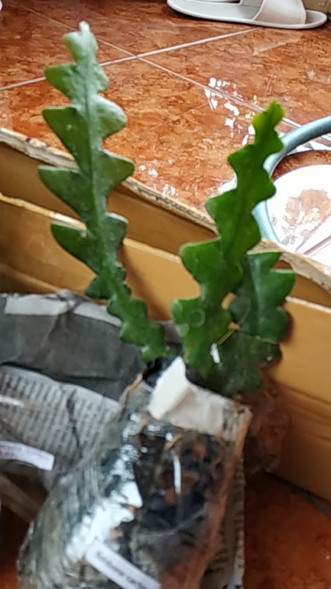 Bibit Tanaman Hias Daun Aglaonema Lipstiksian Aurora