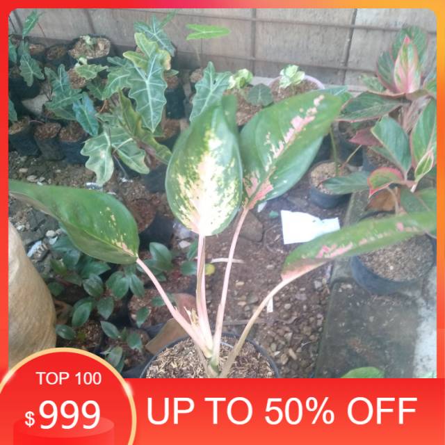 Tanaman hias Aglonema Big roy hijau - aglonema bigroy hijau