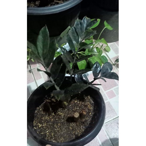 Zamia Black Raven Ori ZZ Black