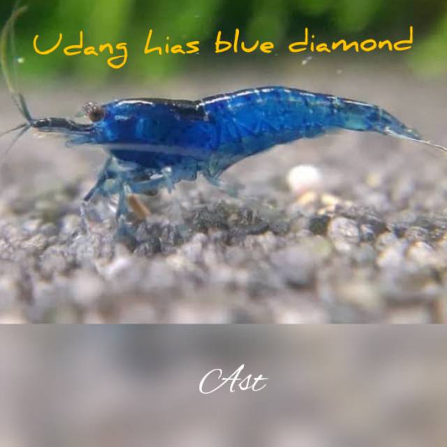 

Udang hias blue diamond