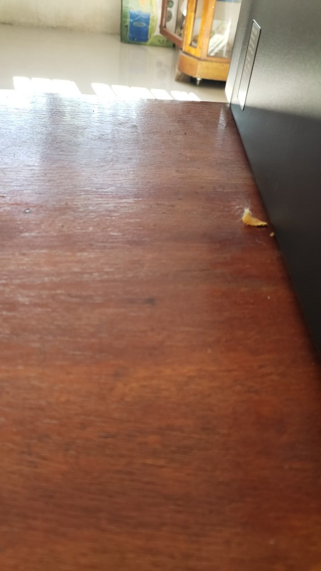 Tanaman Hias Aglonema Venus