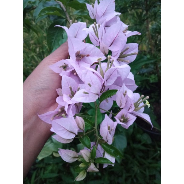 Bugenfil putih paris