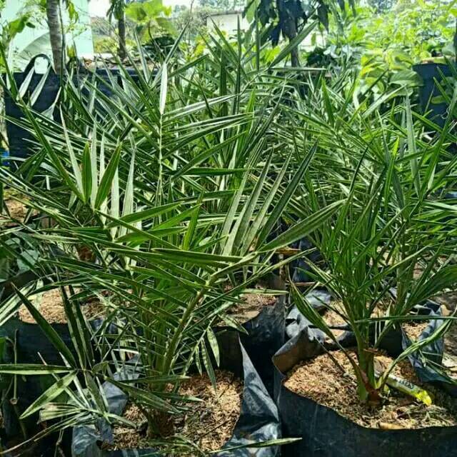 Bibit kurma kl1 thailand