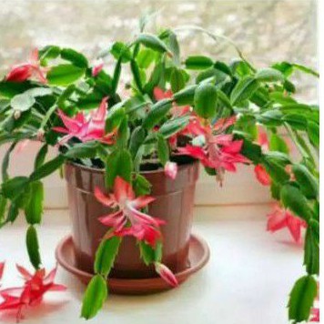 Tanaman Hias Wijaya Kusuma Kepiting /Red Cristmas Cactus