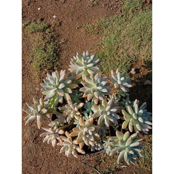 Sukulen Gantung Francesco Baldi Stresed Kuning Super | Berbatang Kuat | Pot 20cm