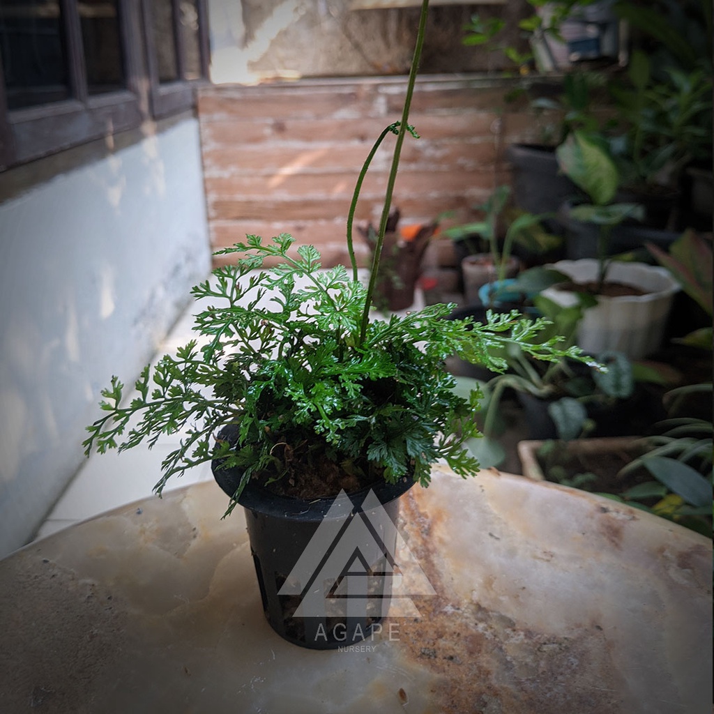 Bolbitis Heteroclita 'difformis' | Fern | Tanaman Paludarium | Terrarium | Aquascape