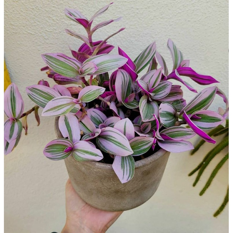 TANAMAN HIAS BUNGA TRADESCANTIA TRICOLOUR TANAMAN TRADESCANTIA NANOUK PINK