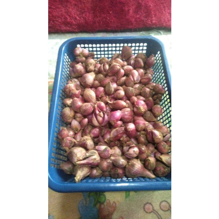 

BAWANG MERAH ASLI BREBES JAWA TENGAH
