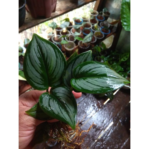 scindapsus truby susu