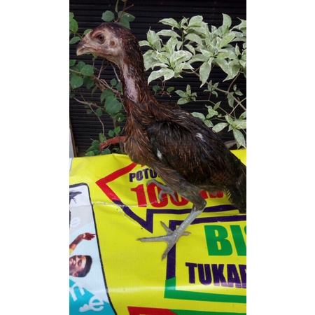 Ayam Betina Ada Segel Sayab Materi Ternak Ayam Bangkok import Super Modern Trah PAMA Ninja BL