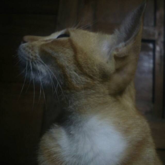 abdullahsyaeron.g