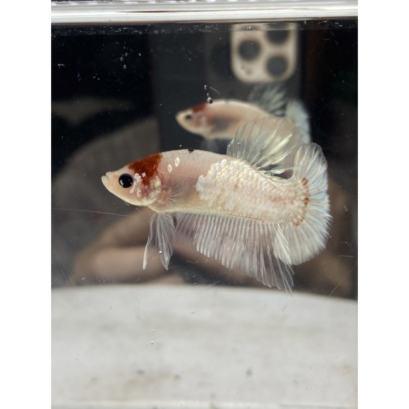 Cupang Tancho cooper kode 5