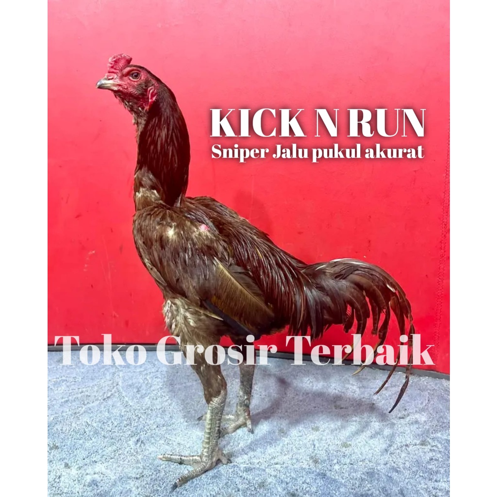 ayam bangkok asli pama kick n run atreet jalu tampar tampar pukul akurat telur tetas