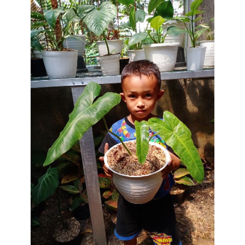 philodendron faraiso verde / faraiso verde