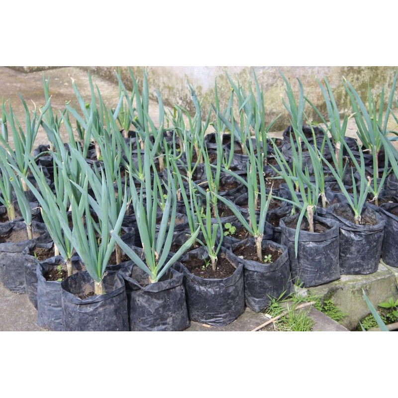 Bibit pohon bawang daun/Tanaman daun bawang