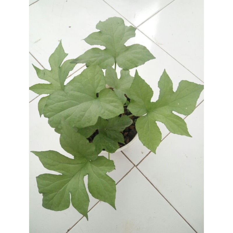 Bibit Tanaman Hias Dorstenia ( Anthurium Konde )Putih Bibit Tanaman Hias Dorstenia Contrajerva