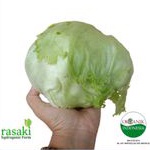 

sayur segar selada lektus Lettuce head lettuced organik 1 kg