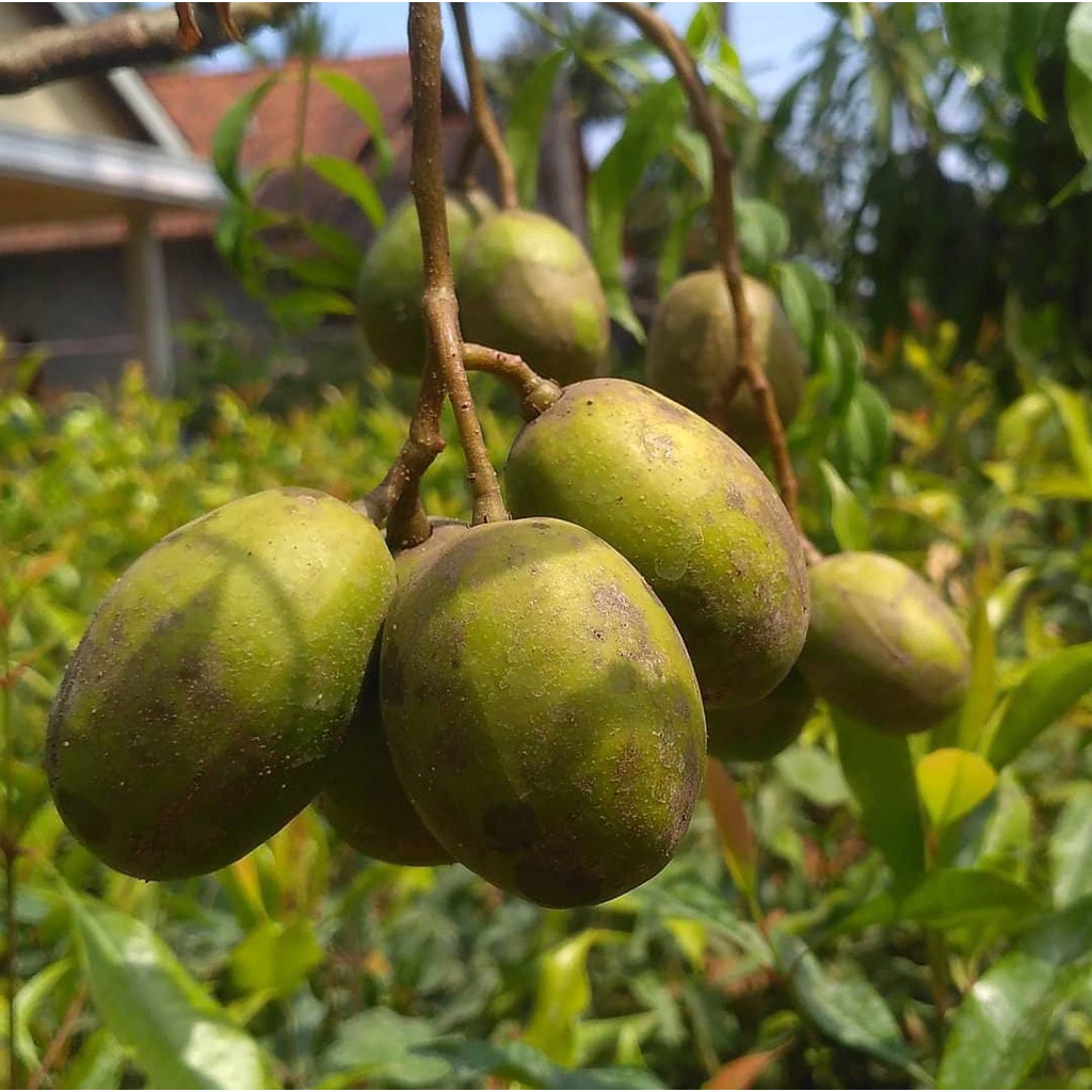 Bibit Kedondong Lokal/ Tanaman Kedondong Lokal