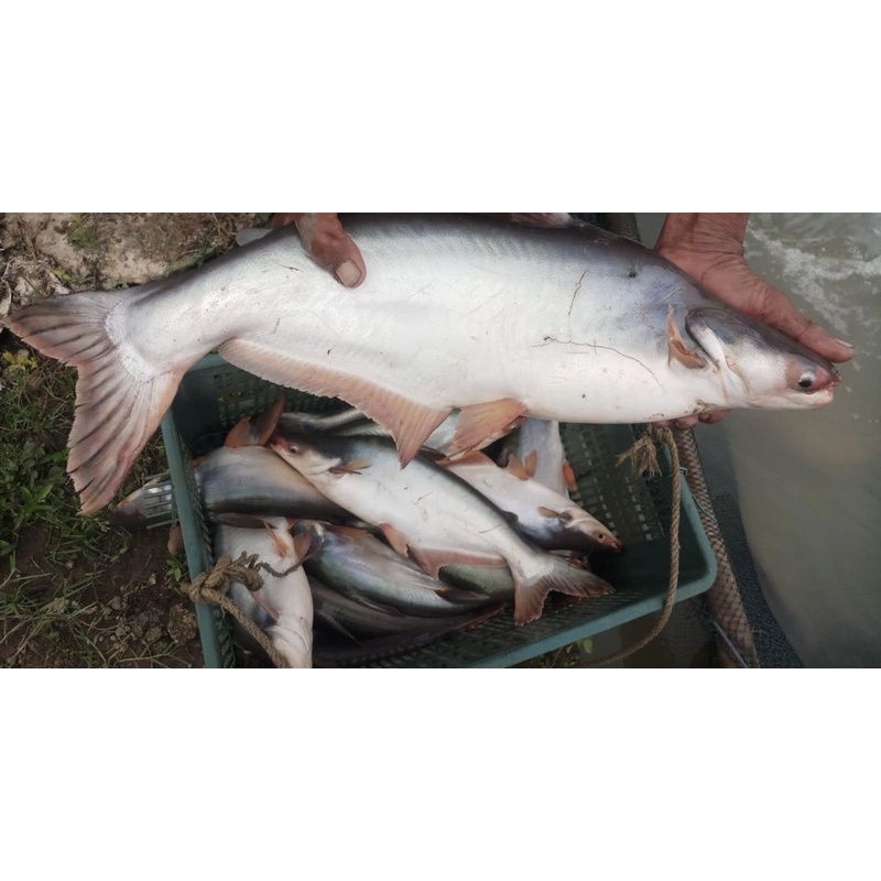 

Ikan Patin Perkilo Harga Termurah