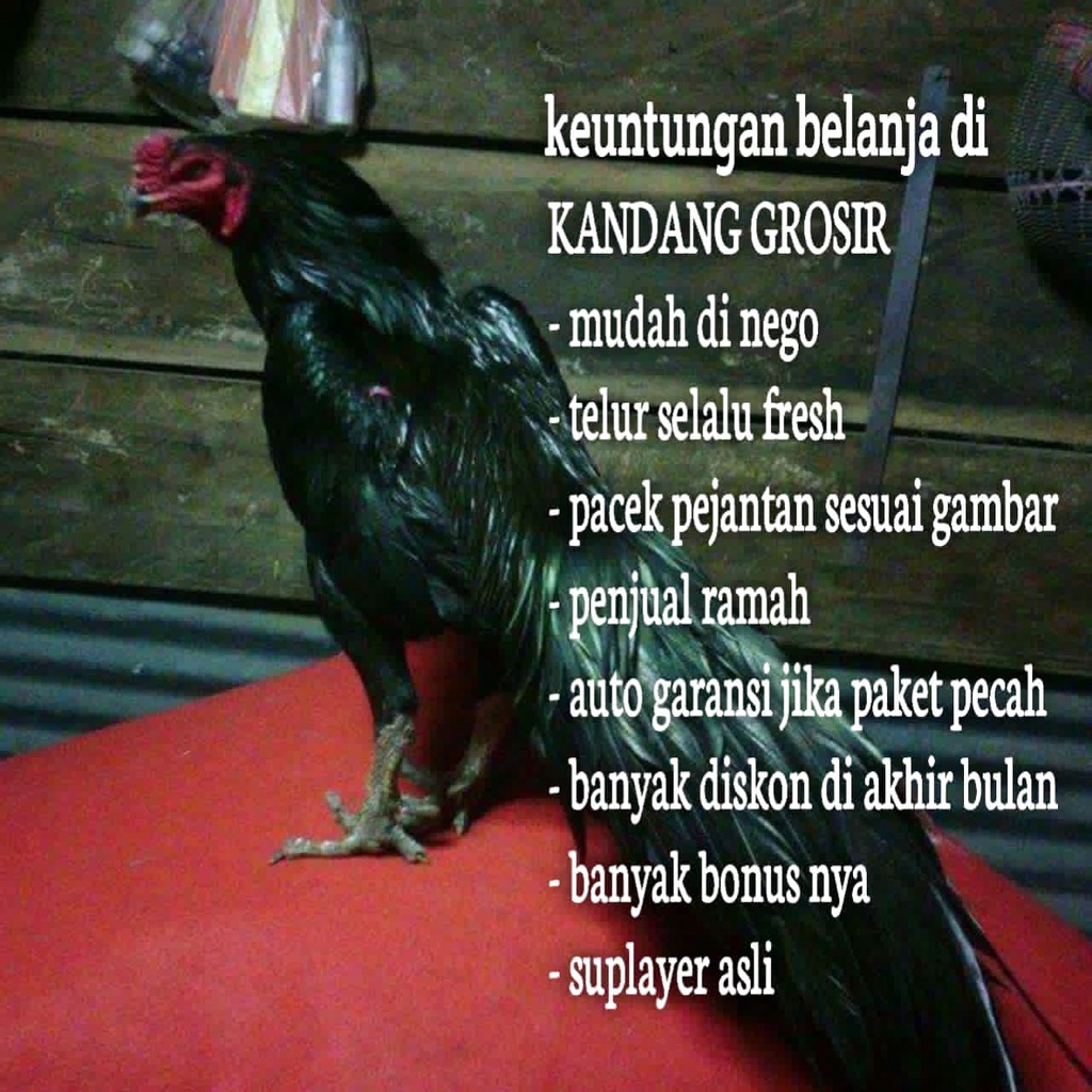 telur fertil ayam bangkok aduan pakhoy ekor panjang juara asli fresh