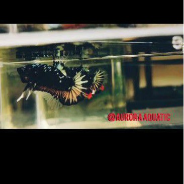 ikan cupang bahan avatar gold (PROMO)