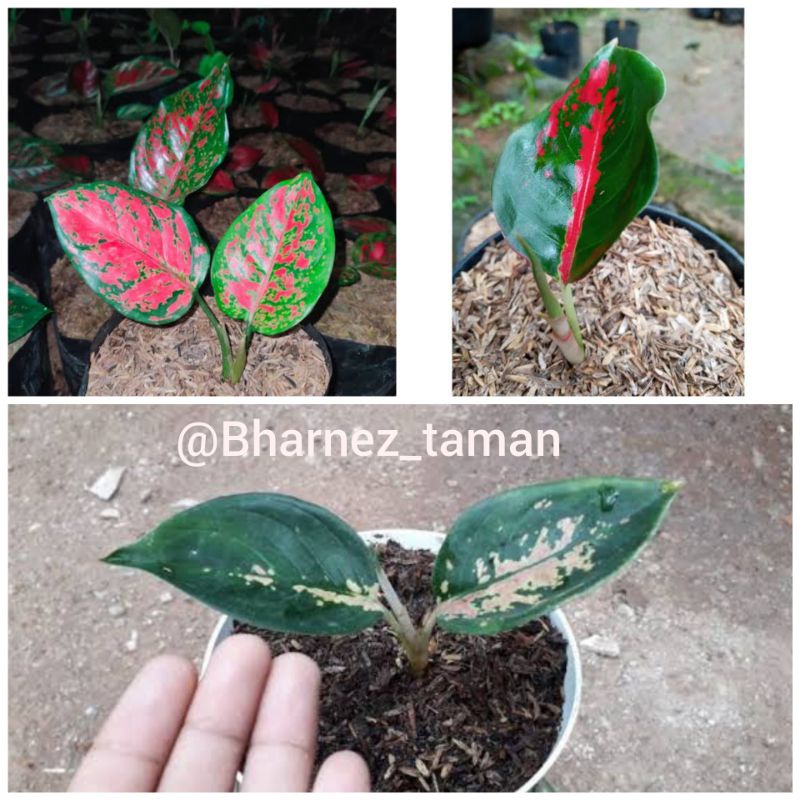 PAKET 3 BABY AGLONEMA DUD ANJAMANI, SUKSOM JAIPONG, SULTAN BRUNAI