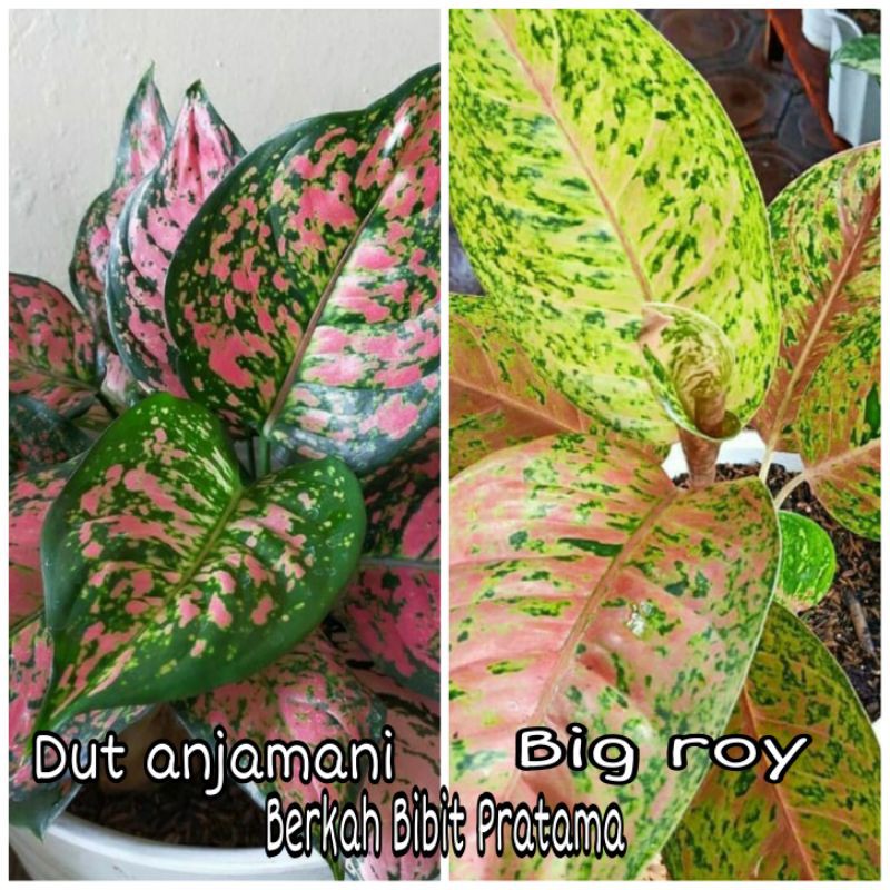 Aglonema Dut anjamani dan Big roy paket 2jenis aglonema