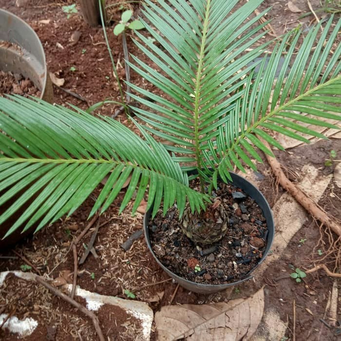 jual Tanaman Hias Palem Sikas - Mawar Jambe (Cycas Sp)