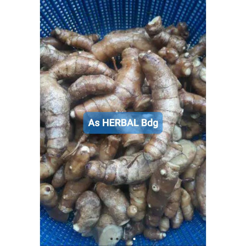 

JUAL Kunyit Putih Segar 1 Kg Ready-az
