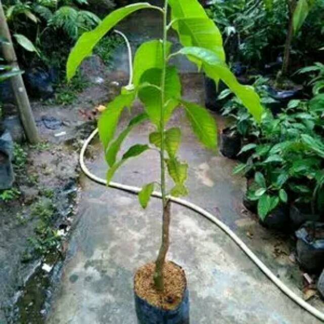 Kembang kantil putih