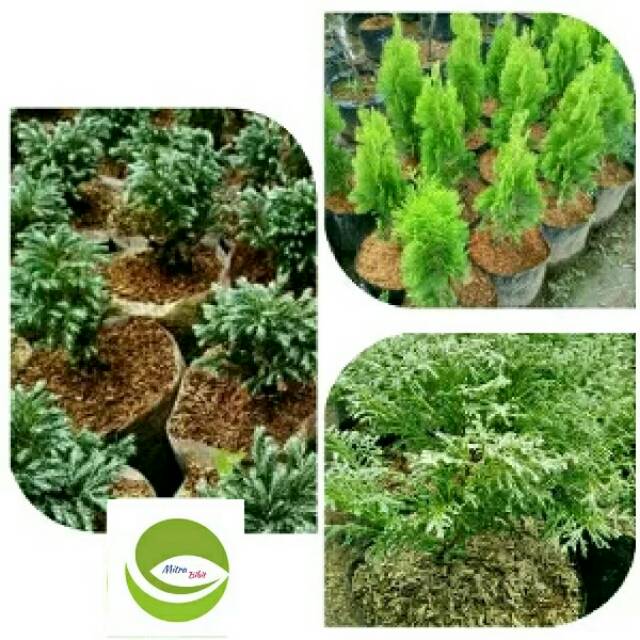 Bibit Tanaman Hias Cemara Kinoki-Inoki/Pohon Cemara Inoki