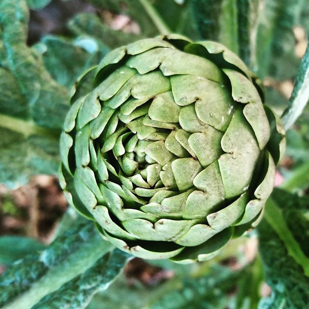 Benih Bibit Biji - Artichoke Italian Green Globe (Cynara scolymus) Seeds - IMPORT