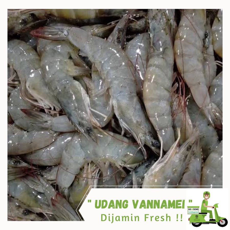 

Udang Vannamei Segar
