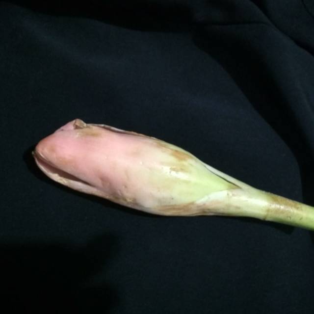

Kecombrang