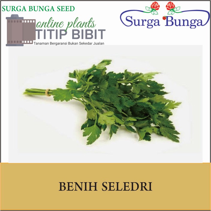 Benih Sayur Seledri Jumbo 100 seed