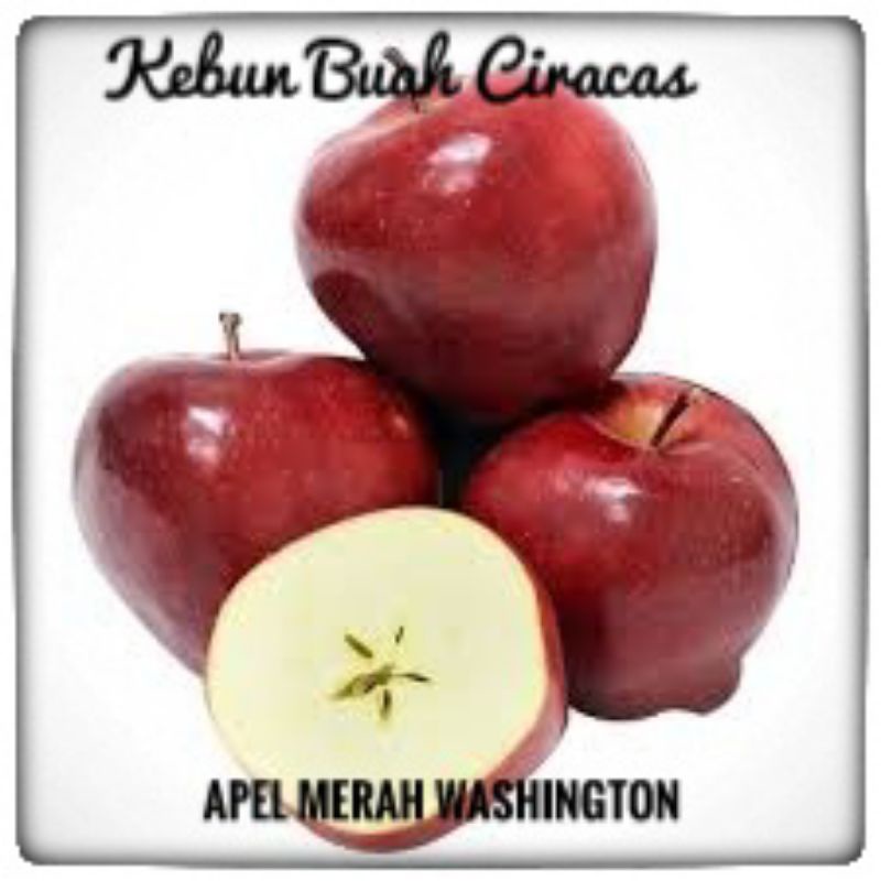 

Apel Merah Washington per 1kg