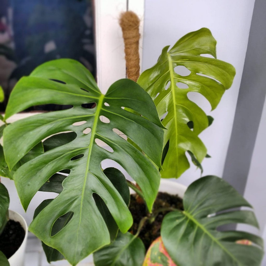 Monstera King Deliciosa Jaminan Asli
