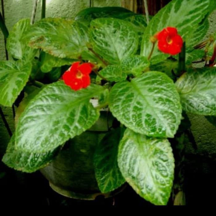 Tanaman Hias Gantun Episcia Cupreata Hijau Silver Beludru