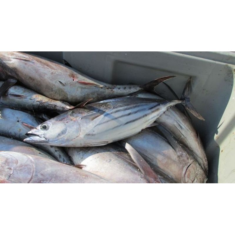 

IKAN CAKALANG BEKU FRESH SEGAR.