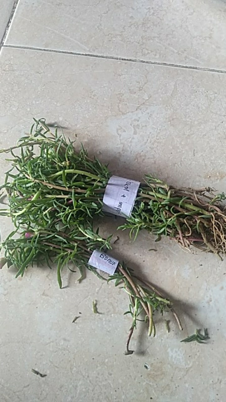 Paket Hemat Krokot Mix Lokal Dan Import /krokot Portulaca /mossrose Portulaca Import Dan Lokal