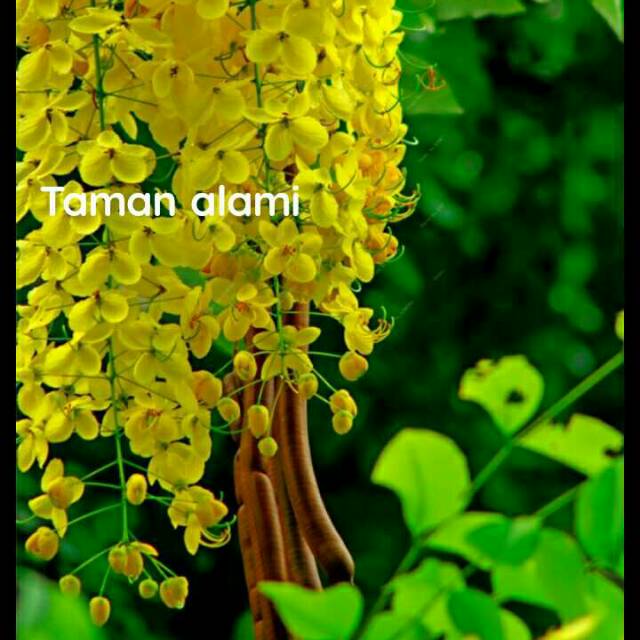 Tanaman hias hujan emas - tanaman bunga hujan emas