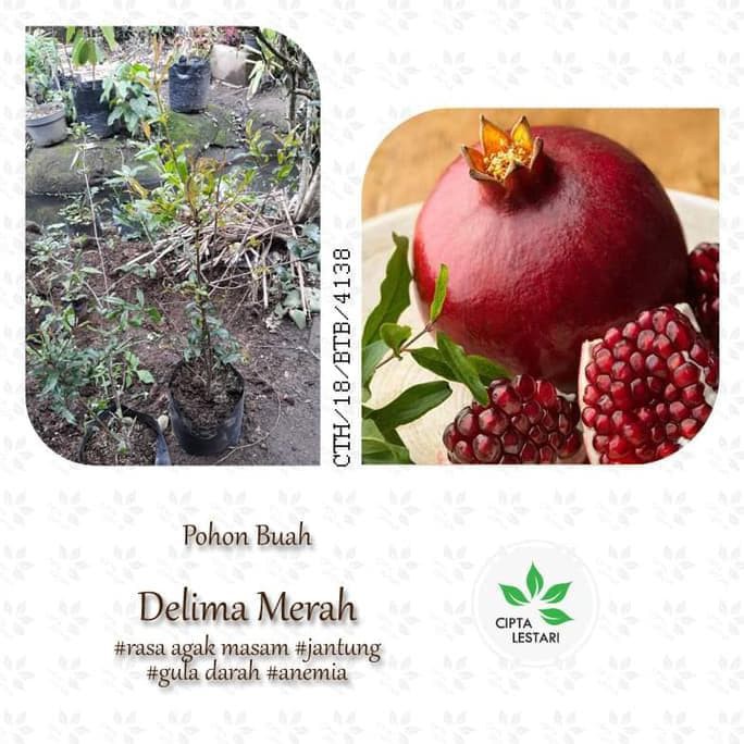 V3T Bibit Pohon Delima Merah - Herbal Buah Manis Gsp