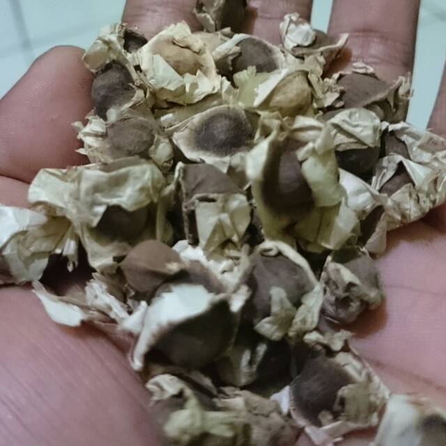

Biji kelor jumbo konsumi sehat.
