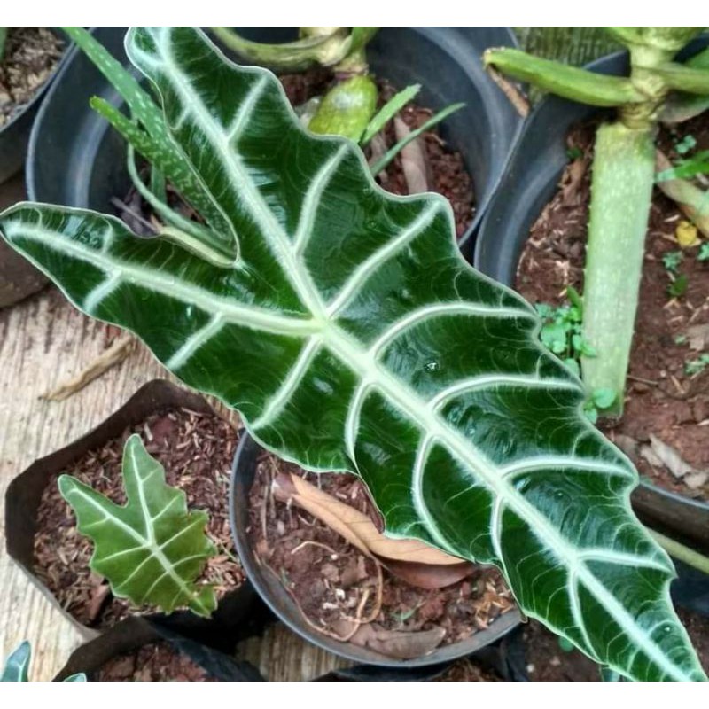 Tanaman hias keladi tengkorak - keladi tengkorak keladi