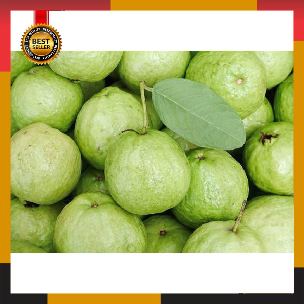 

JAMBU KRISTAL FRESH PETIK KEBUN TERMURAH HIGHT QUALITY