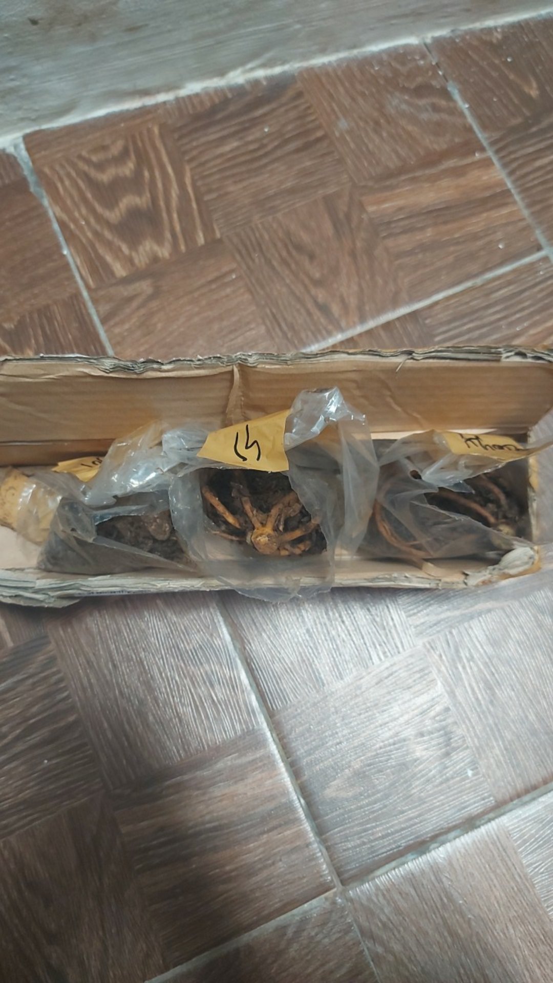 Paket Murah Tunas Bonggol Aglonema Suksom Jaipong - Lotus - Khanza
