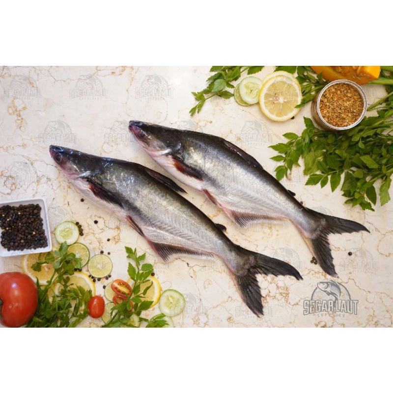 

ikan patin segar Fresh berkualitas 1kilogram