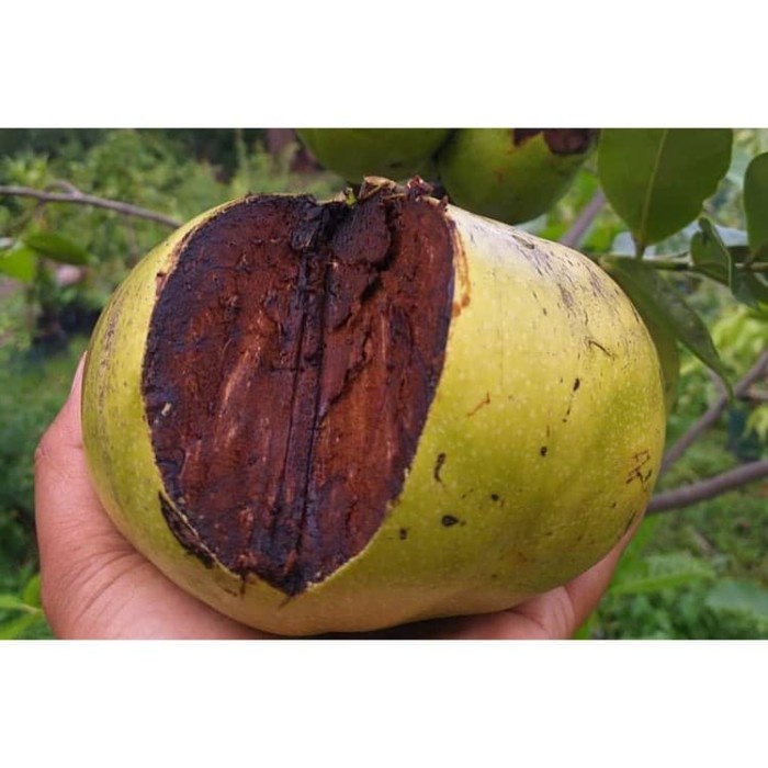 Bibit Black Sapote Giant